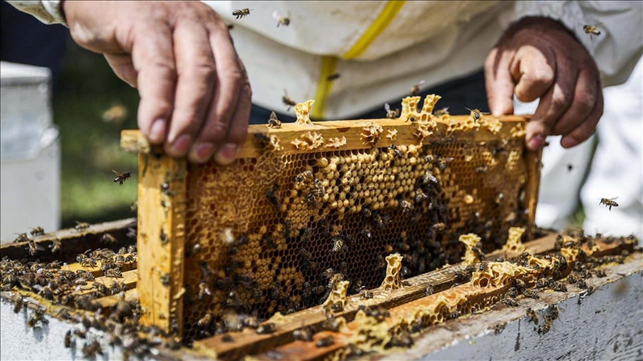 Doğu Karadeniz'in 10 aylık bal ihracatı 1,8 milyon doları aştı