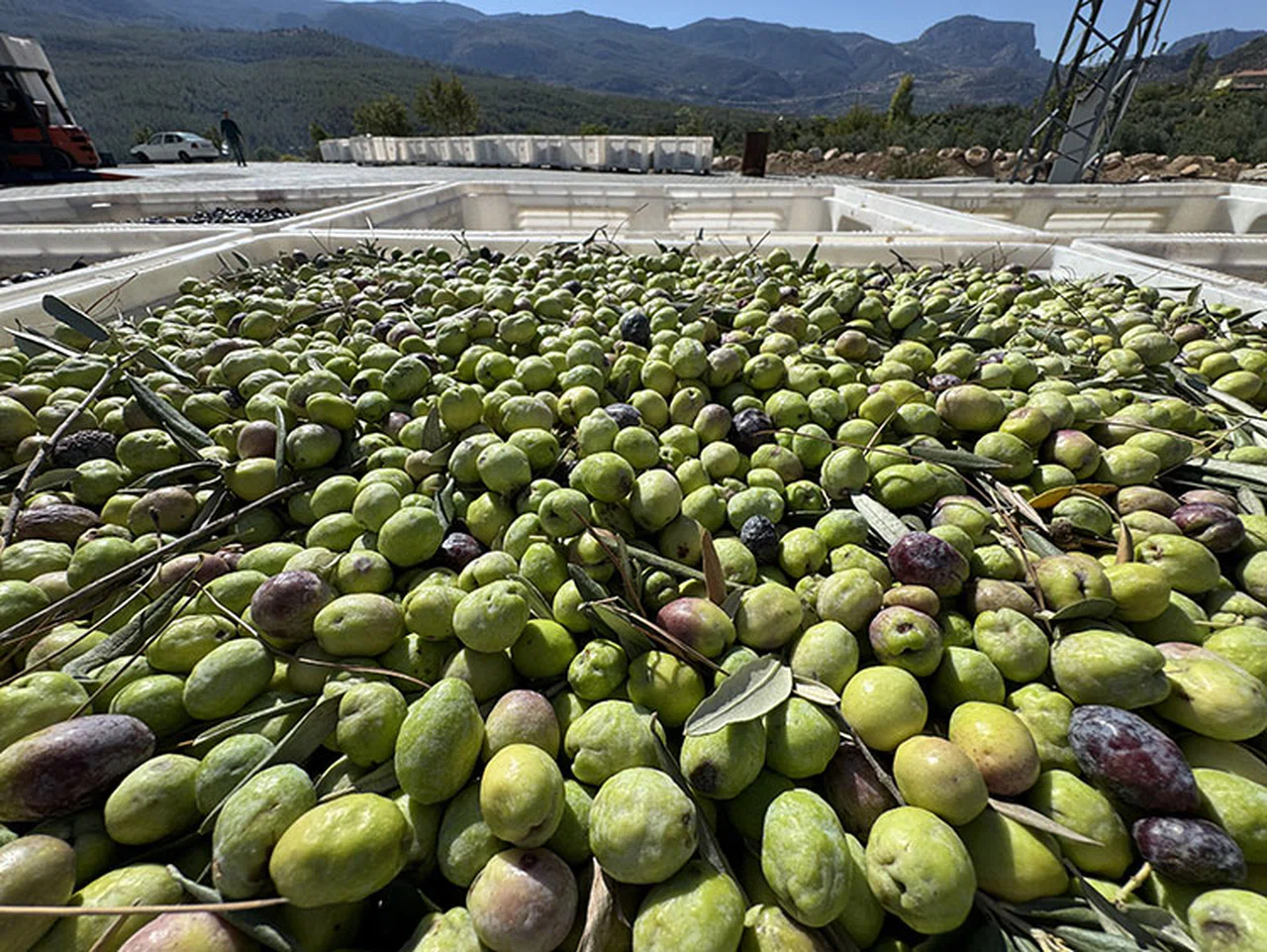 Devlet desteği ihracat yapmak isteyen zeytin ve zeytinyağı firmalarına kapı aralıyor