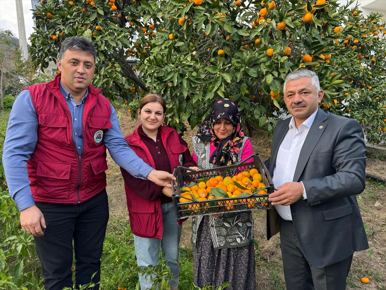 Ordu'da Narenciye Hasadı Başladı