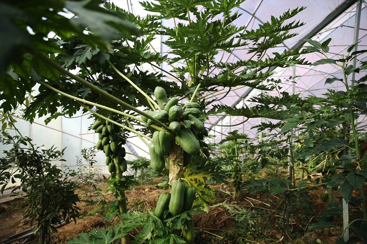 Alanya'da Tropikal Papaya Üretimi ve İhracat Talebi Artıyor