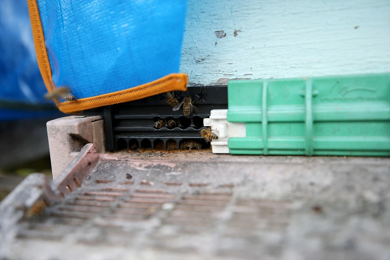 Yenice Ihlamur Balında Markalaşma Çalışmaları Devam Ediyor