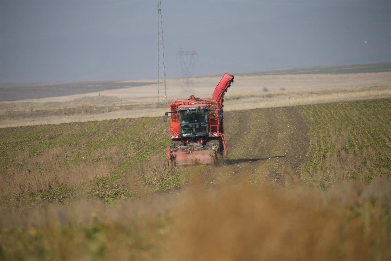 Kars'ta Pancardan Şeker Üretimi Artıyor