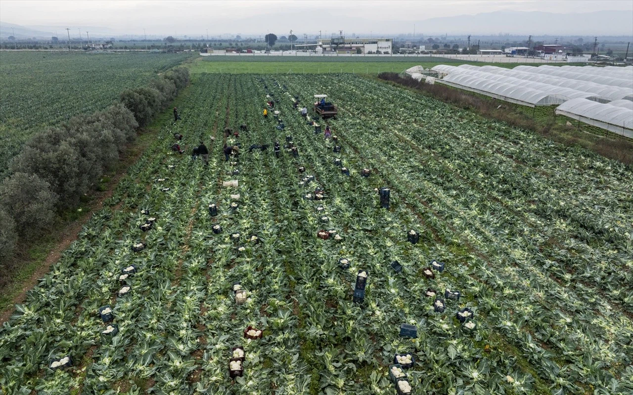 İzmir'de Kış Sebzeleri Hasadı Başladı
