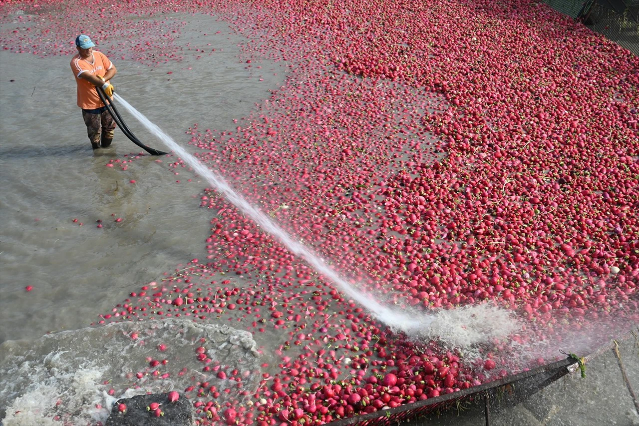 Kadirli Turpu Hasadı ve Zorlu Yıkama Süreci