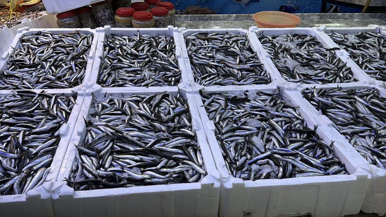 Rize'de Hamsi Fiyatları 100 Lira