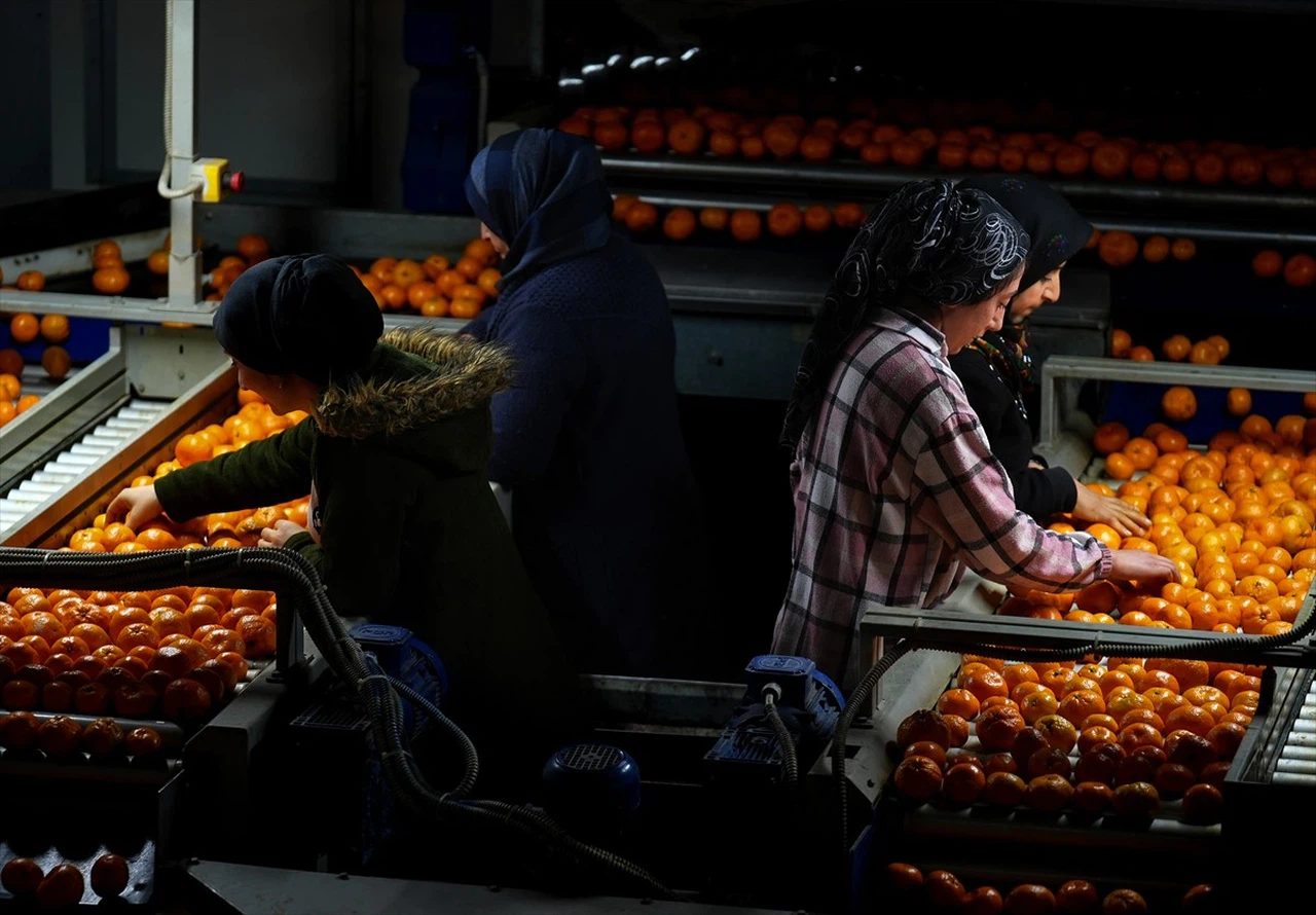 Türkiye Mandalina İhracatında Yeni Rekor