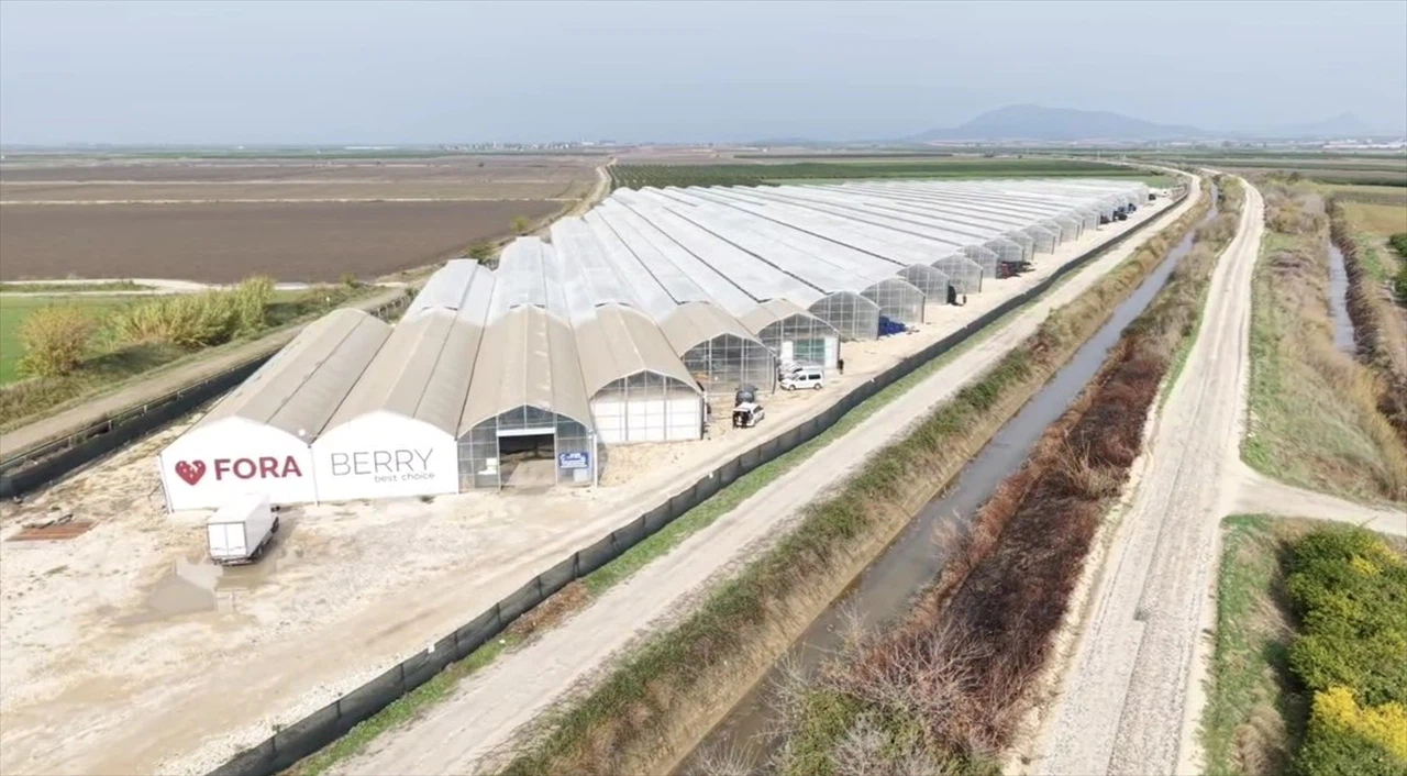 Yapay Zeka Destekli Serada İhracat Başarısı