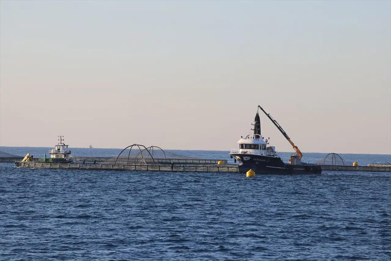 Adana'da Kafes Balıkçılığında İlk Hasat İhracata Hazır