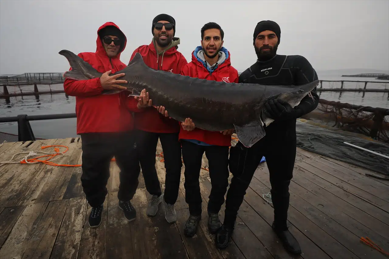 Elazığ'da Mersin Balığı Yetiştiriciliği: Havyar Üretim Üssü