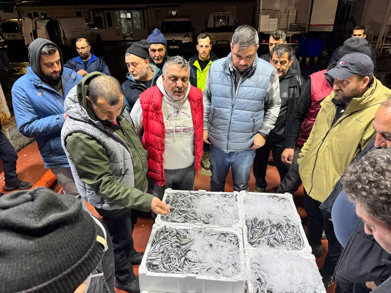 Kocaeli'deki Balık Mezadı Hamsi İçin Rekabet Dolu