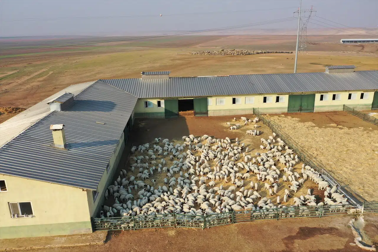 Ceylanpınar Tarım İşletmesi'nde 60.000 Kuzu Doğdu