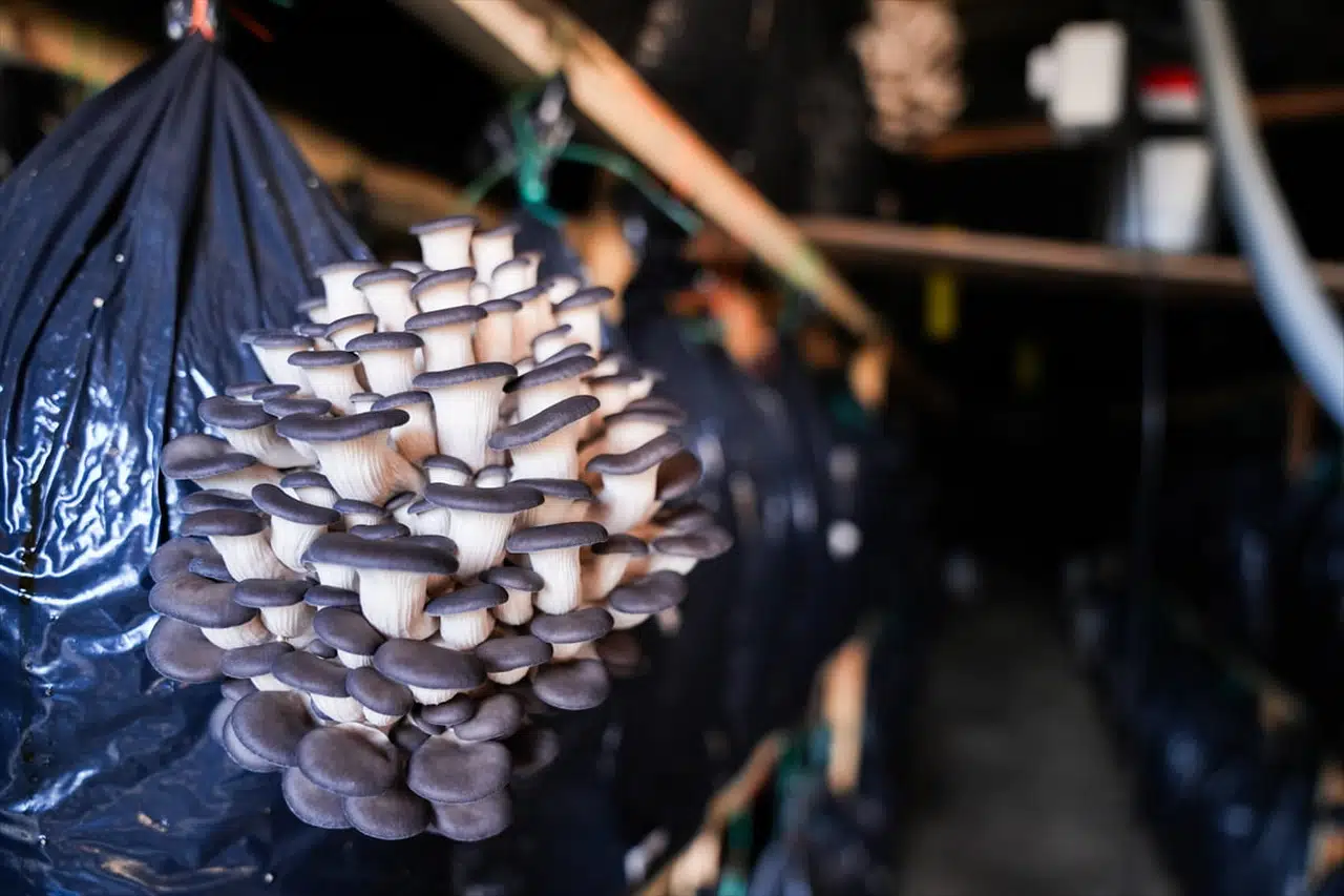 Güzelbahçe'de Mantar Yetiştiriciliği Kursları Üretim Modeline Dönüşüyor