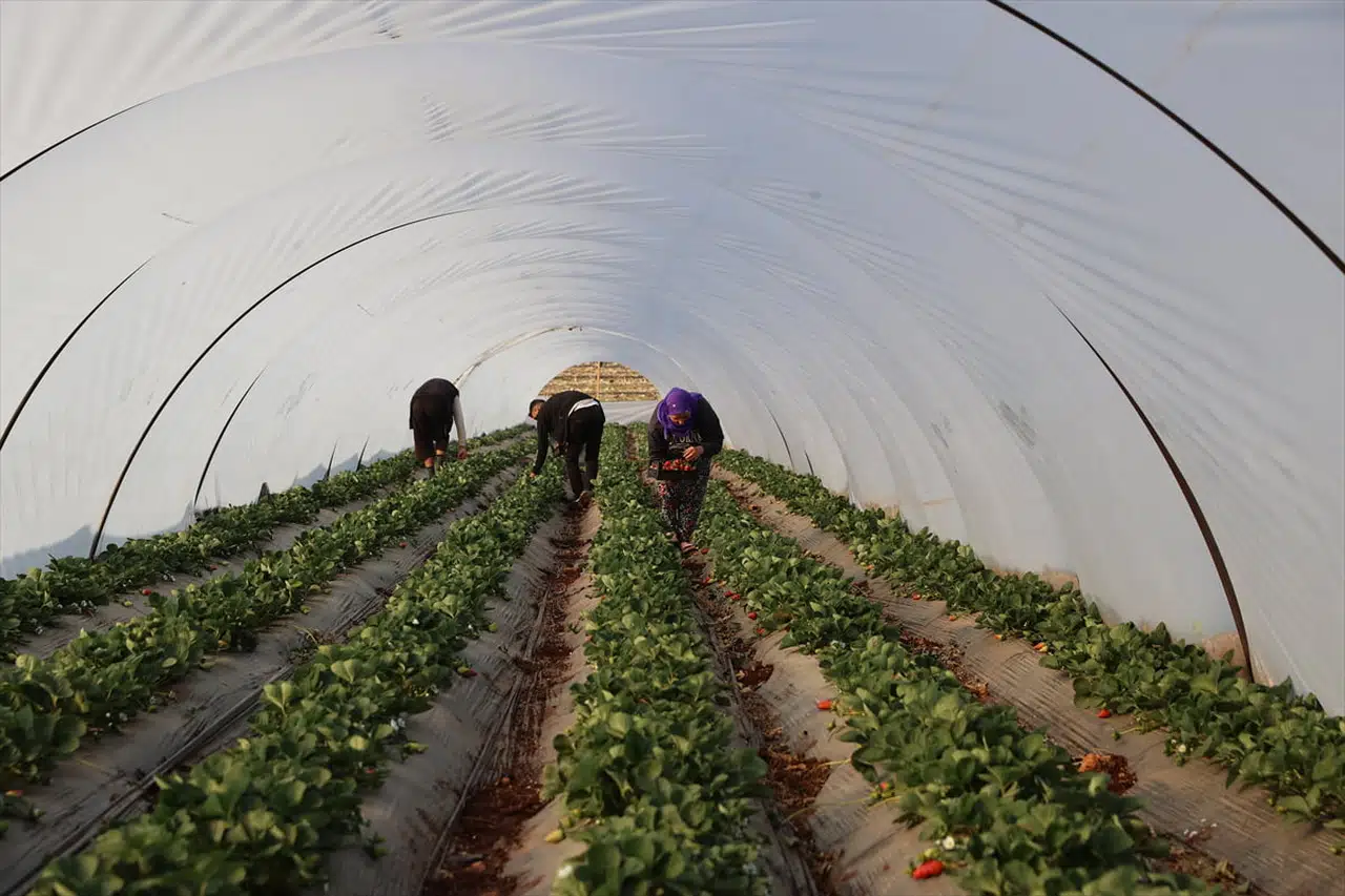 Şanlıurfa'nın Çilek Başarısı: 60 Dekar Üretimle Fark Yaratan Çiftçi