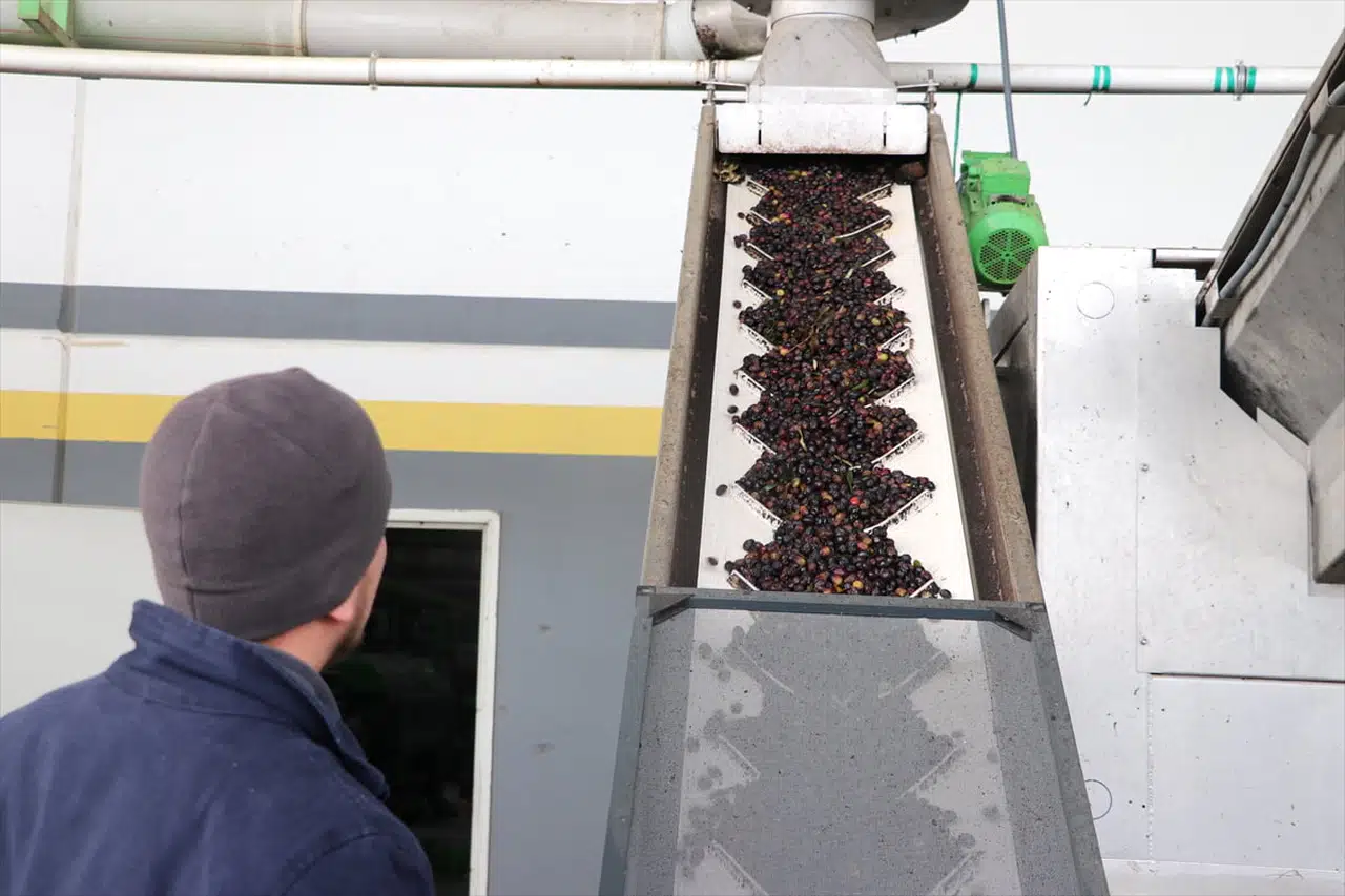 Devlet Destekli OlivetoLive Projesi İle Zeytin İhracatı Artacak