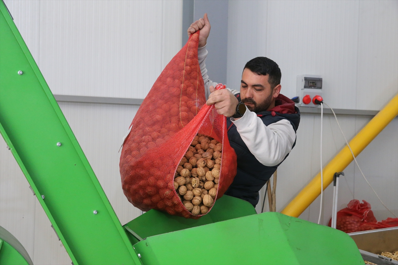 TKDK'den aldığı destekle kurduğu tesiste işlediği cevizleri 20 ile gönderiyor