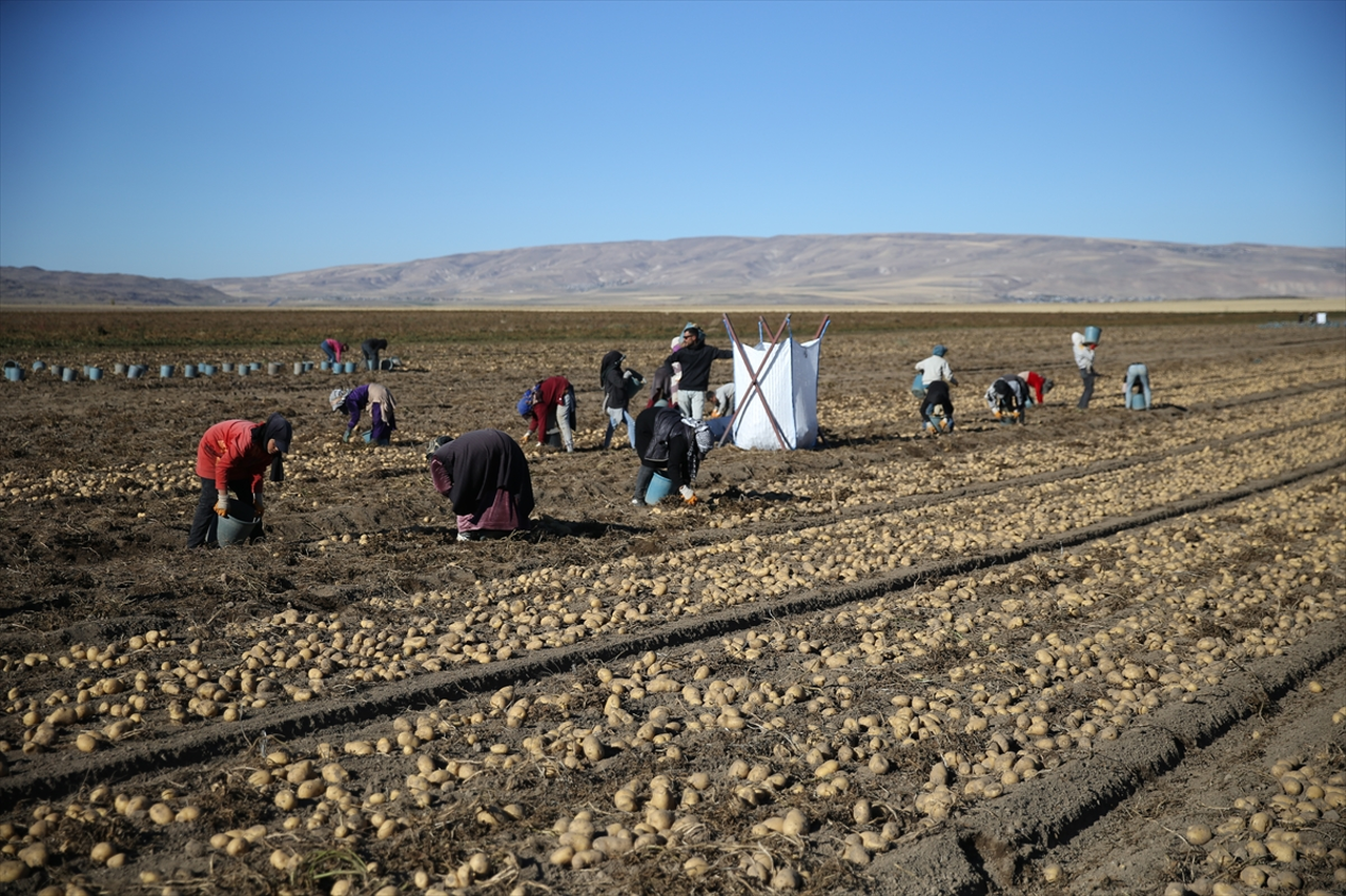 Doğu'nun 'patates havzası' Bitlis'te hummalı hasat mesaisi