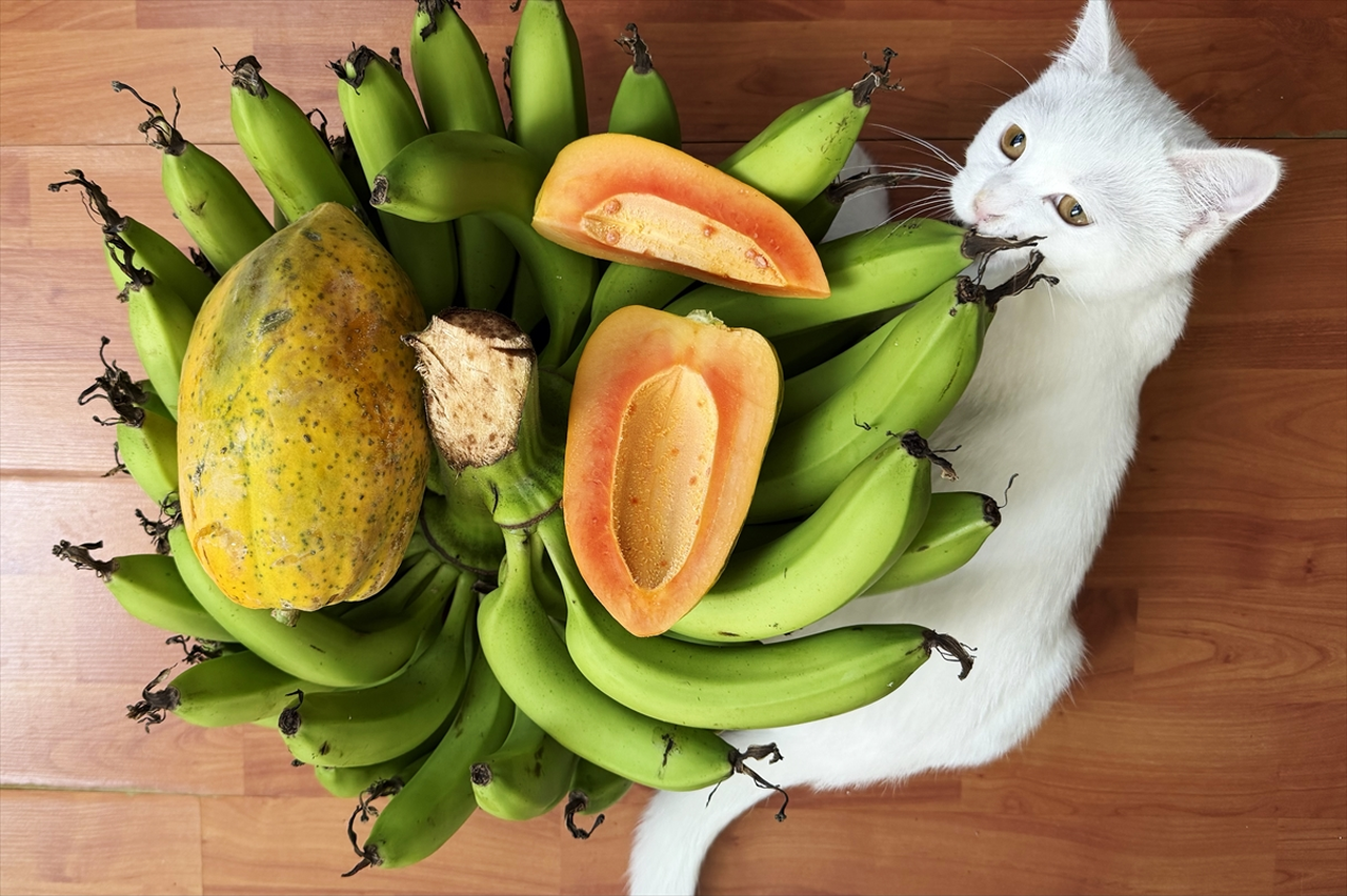 Alanya'da üretilen tropikal papaya meyvesi yurt dışından talep görüyor