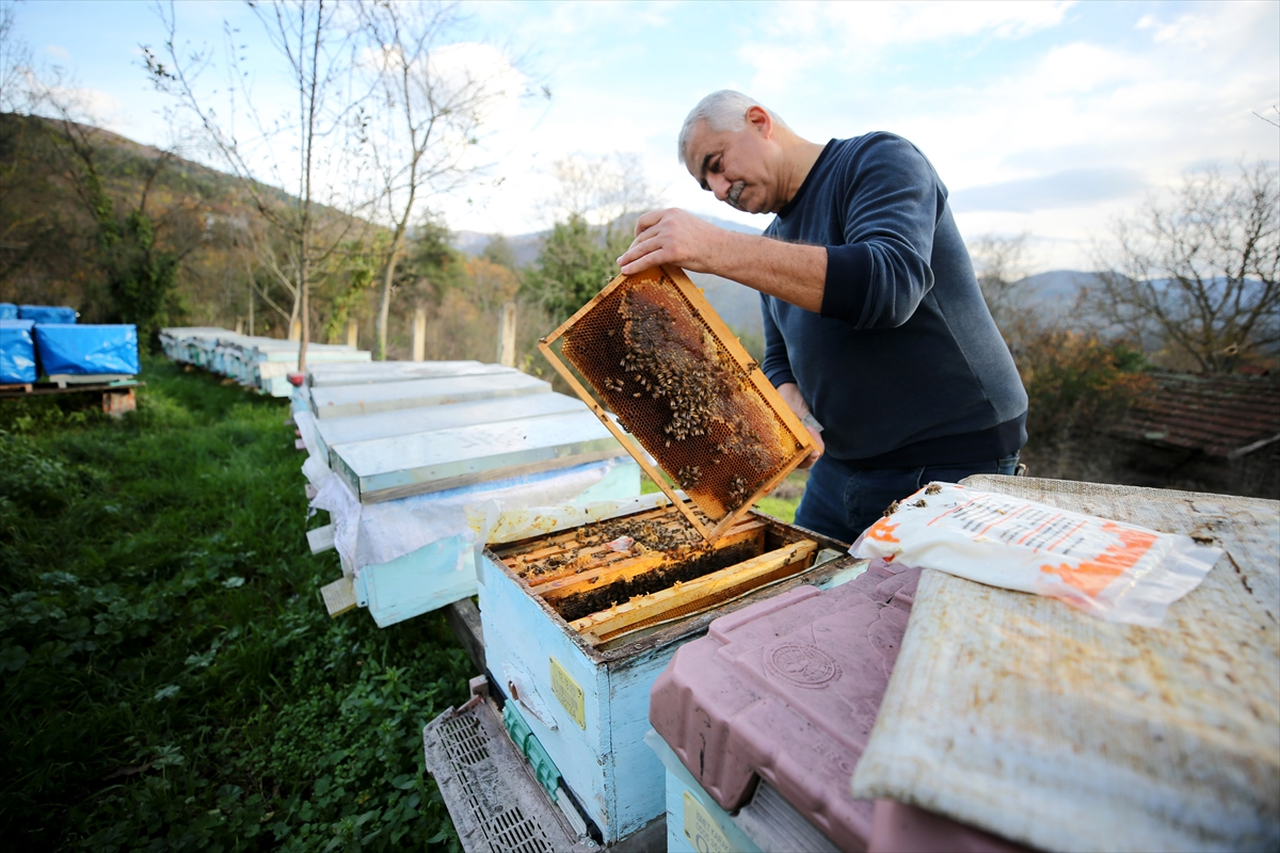 AB'den coğrafi tescil alan Yenice ıhlamur balını markalaştırma çalışmaları sürüyor