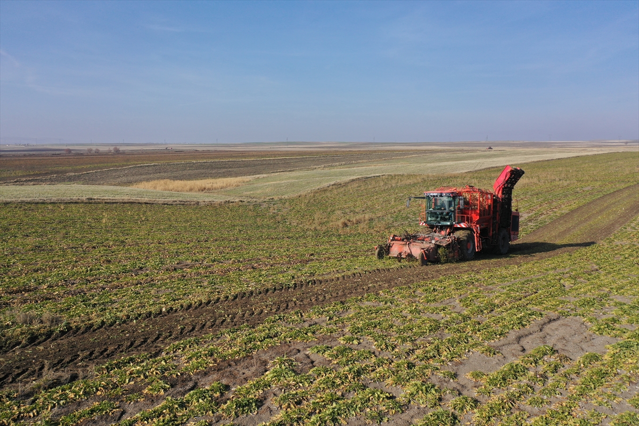 Kars'ta 94 bin ton pancar şekere dönüştürüldü