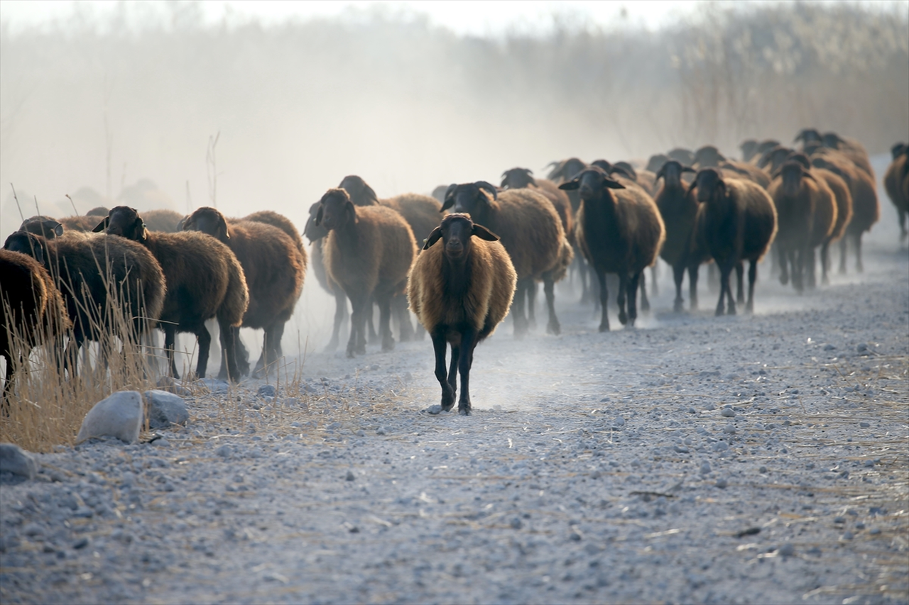 Ağrı Dağı çevresindeki otlaklarda morkaraman ırkı damızlık koyun yetiştiriliyor