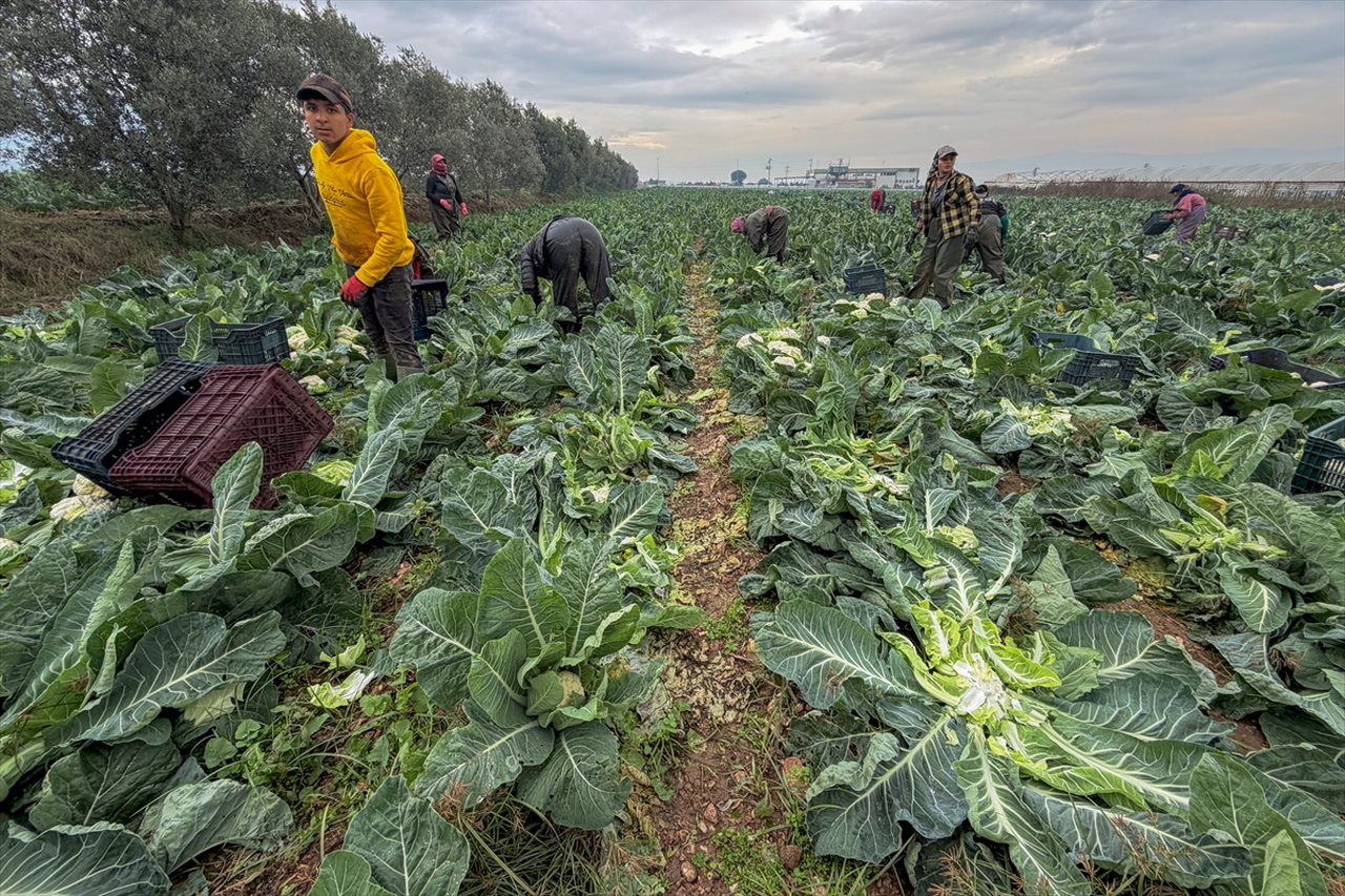 İzmir'in kışlık sebze tarlalarında hasat telaşı yaşanıyor