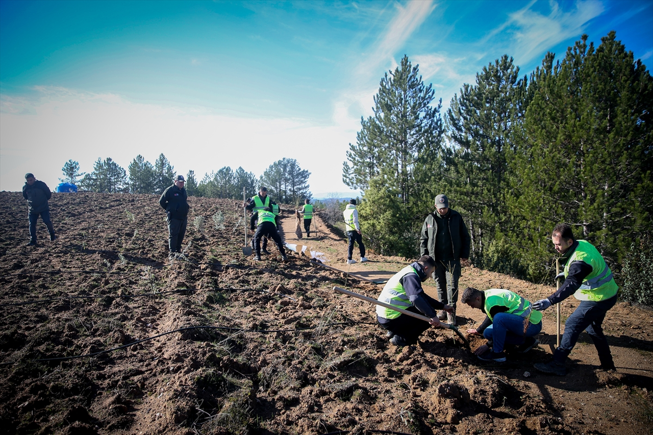 Uludağ eteklerinde oluşturulan bal ormanı arıcıları bekliyor