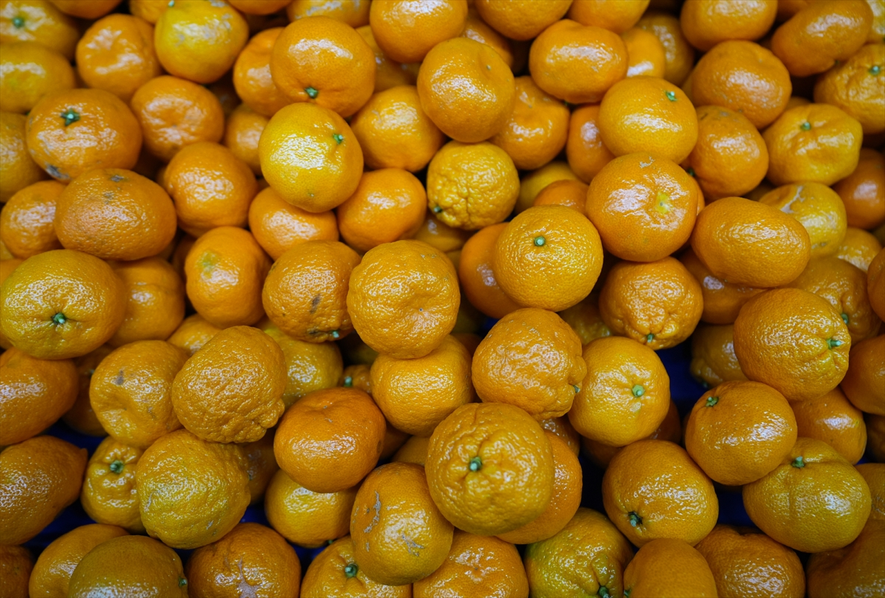 Türkiye'nin mandalina ihracatı rekora ulaştı