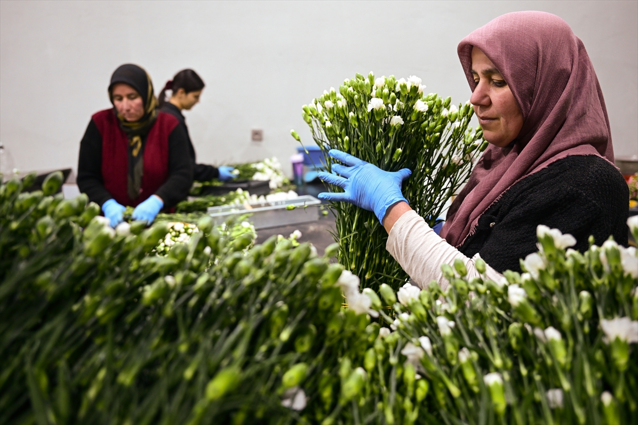 Türkiye'den yılbaşı için 12 milyon dolarlık çiçek ihracatı