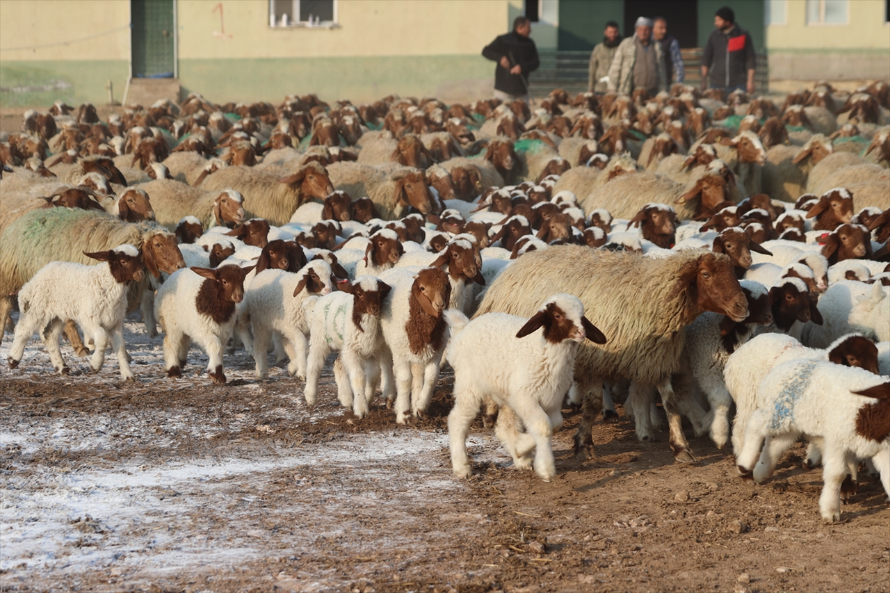Türkiye'nin dev işletmesinde 60 bin kuzu dünyaya geldi