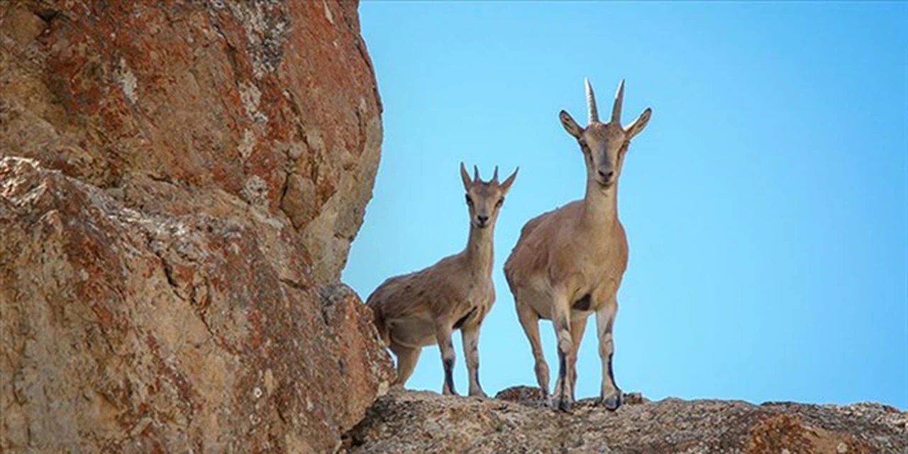Bitlis'te yasa dışı olarak yaban keçisi avlayan kişiye 966 bin lira ceza kesildi