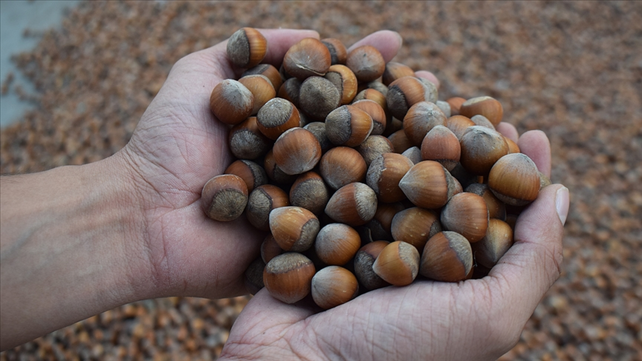 Ticaret borsalarında sezonun ilk üç ayında 138 bin tonu aşkın fındık işlem gördü