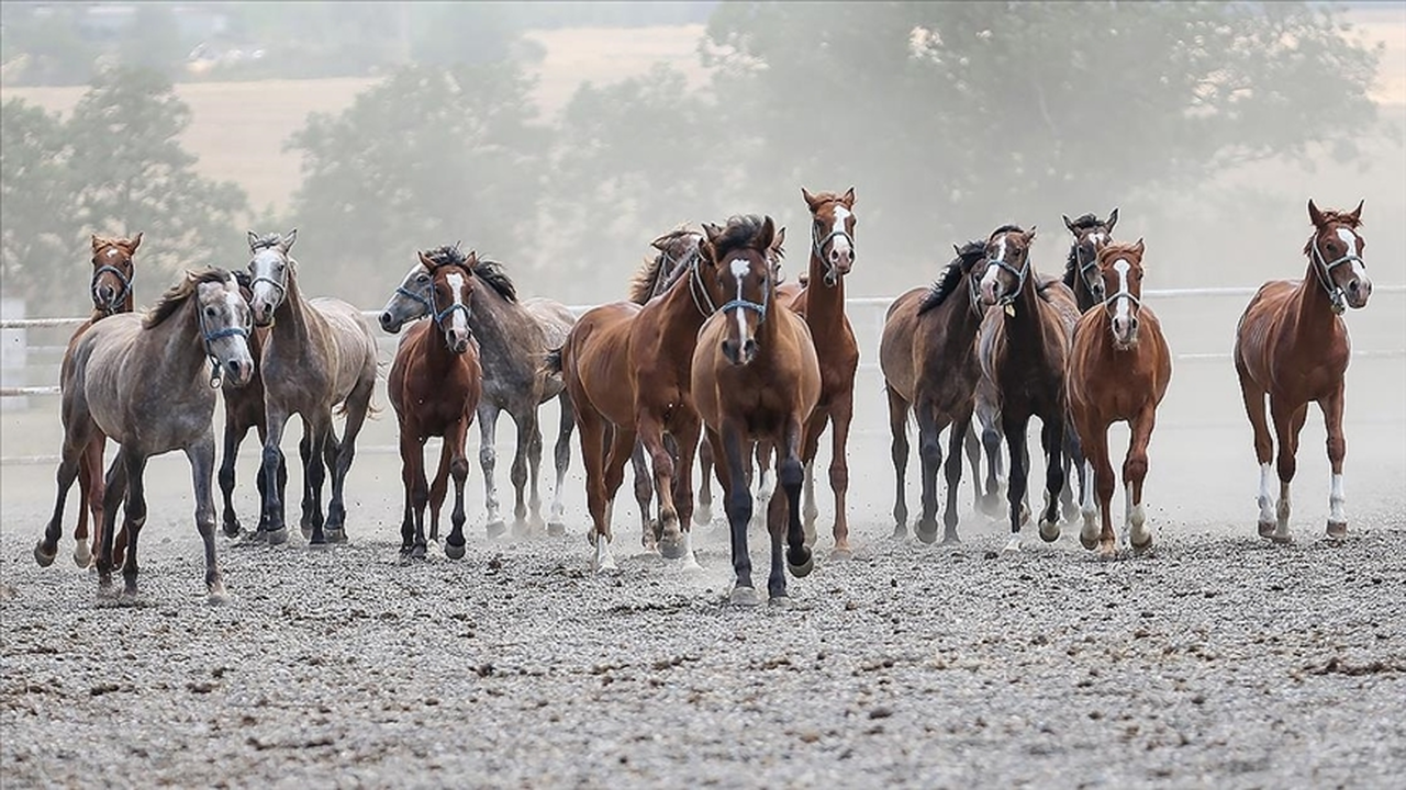 TİGEM safkan 14 Arap kısrağı satacak