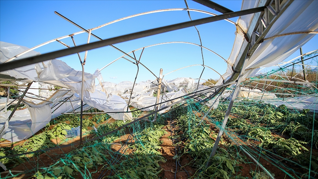 Tarım sigortaları kapsamında kasımda üreticilere 4,2 milyar lira hasar tazminatı ödendi