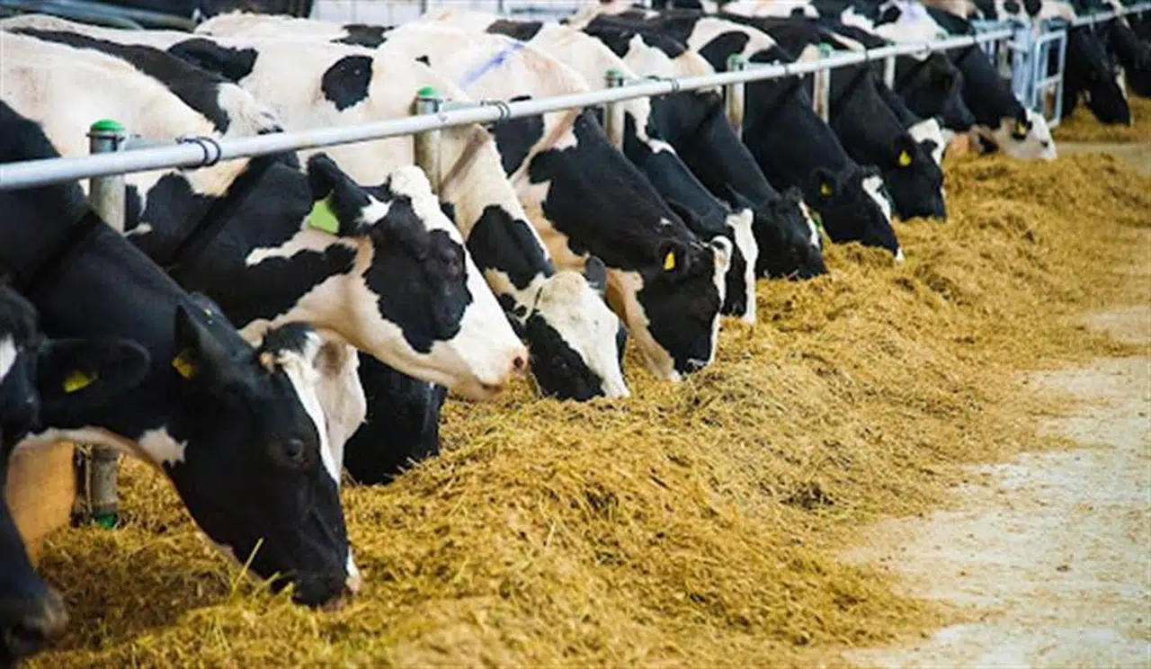 Yemlerin piyasaya arzı ve kullanımına ilişkin yönetmelikte düzenlemeye gidildi