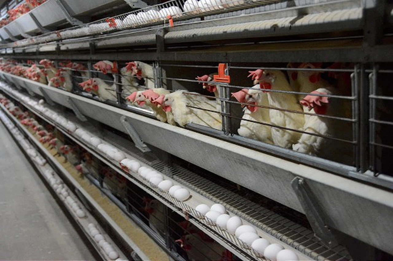 Yumurtacı tavukların kafes standartlarında değişikliğe gidildi