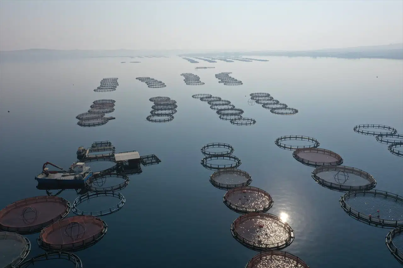 Fırat Nehri'nde Aile İşi Balıkçılık: Tunç Ailesinin Başarı Hikayesi