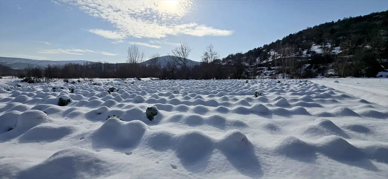 Eskipazar Lahanasında Rekolte Beklentisi