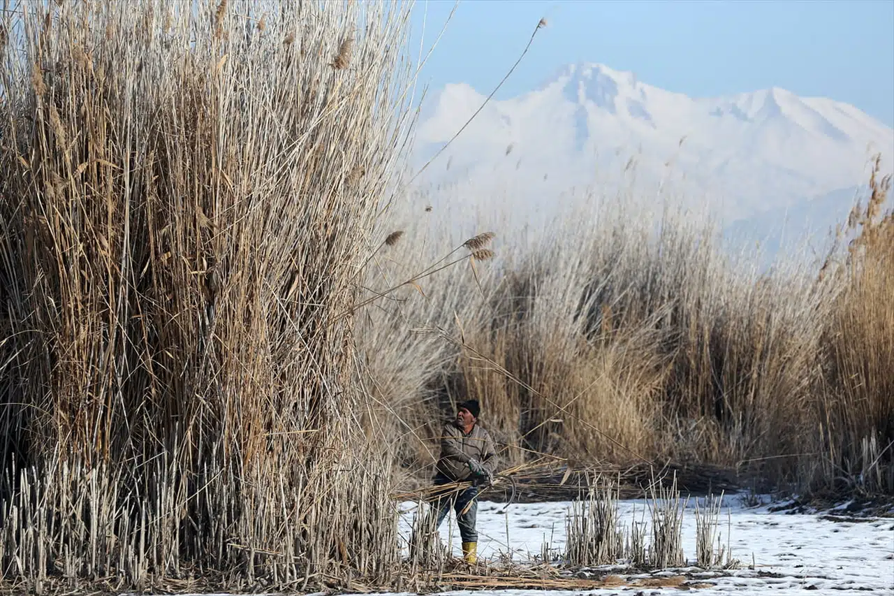 Dondurucu Soğuklarda Kamış Hasadı: Sultan Sazlığı'nda Yerel Çalışmalar
