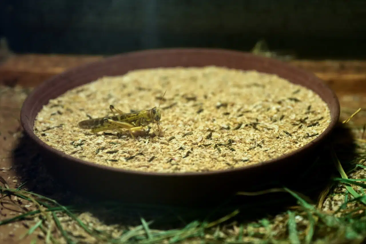 Antalya'da Böcek Çiftliği: Hem Etçil Hayvanlar Hem Bilim İçin Hayati Üretim