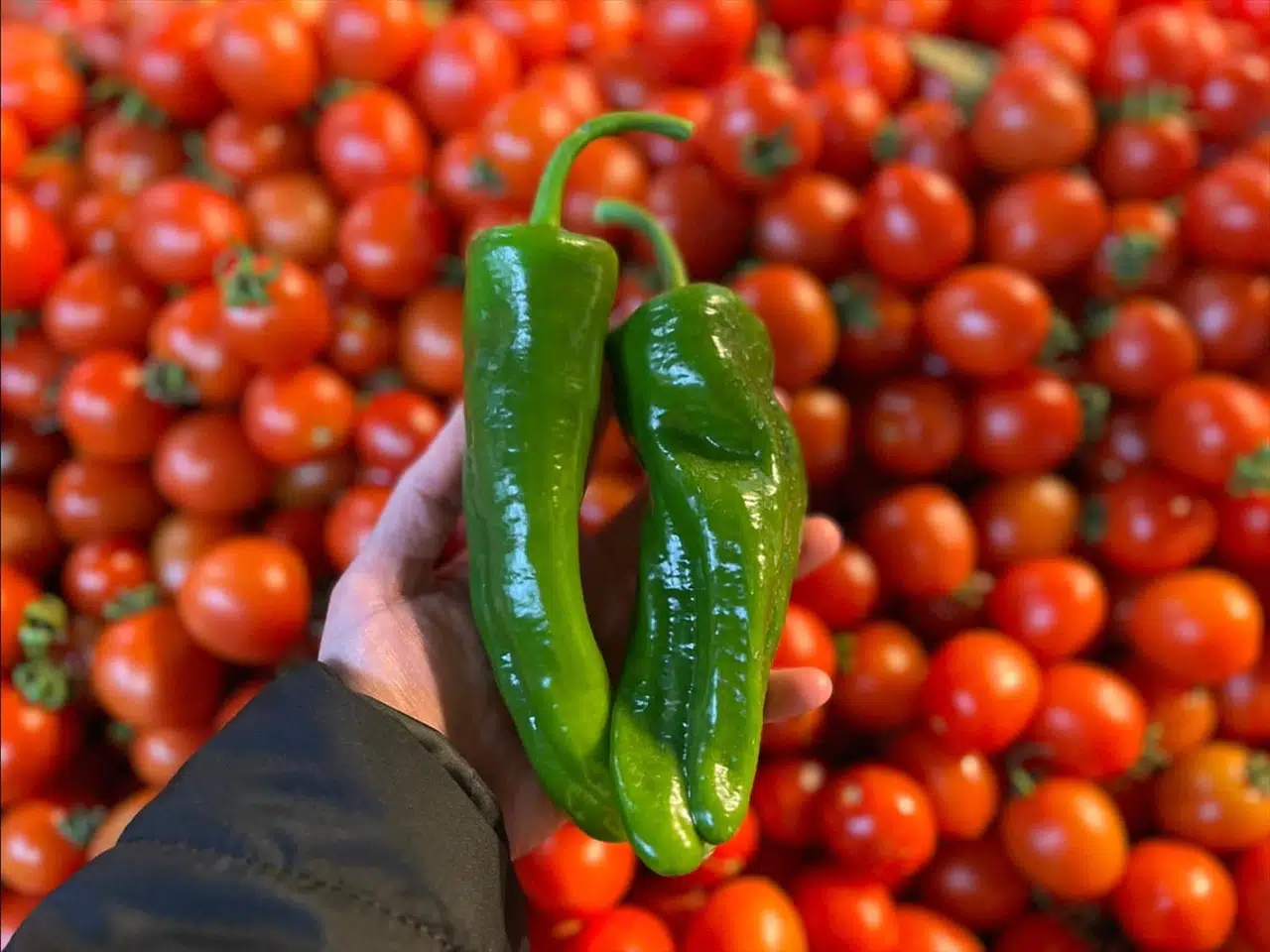 Batı Akdeniz İhracatında Biber Liderliği