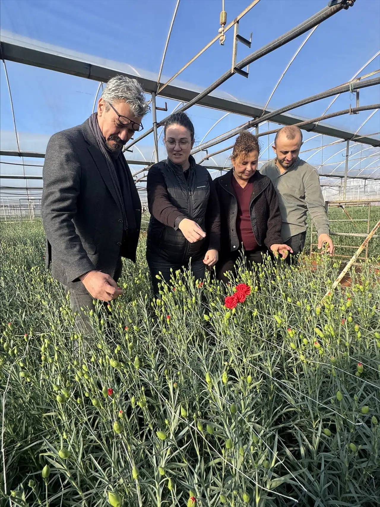 Yerli Karanfil Çeşitleriyle Türkiye İhracatta Yaygınlaşıyor