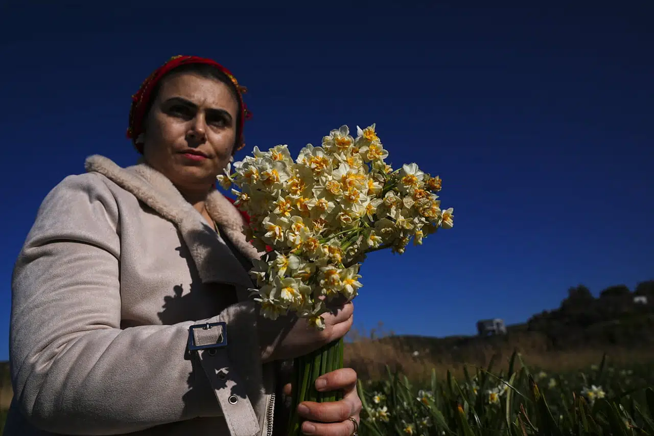 Karaburun Kadınları Mis Kokulu Nergis ile Ekonomik Destek Sağlıyor