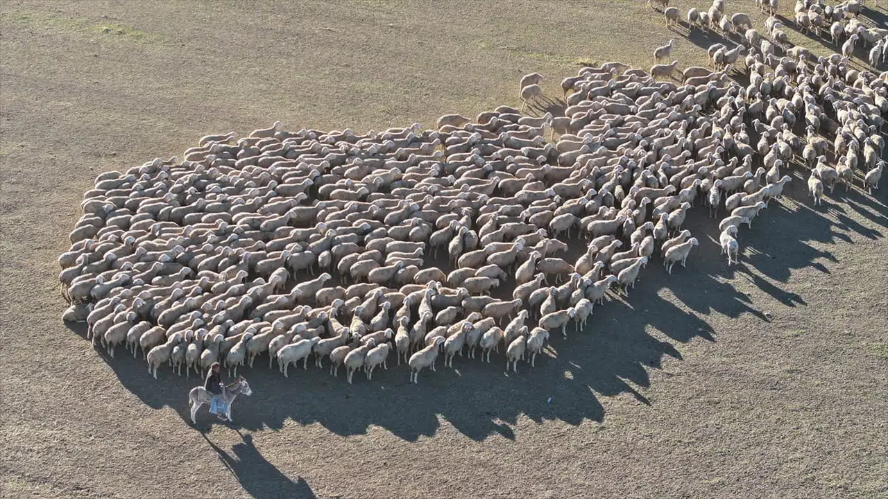 Malya Tarım İşletmesi ile Yerli Koyun Yetiştiriciliğine Destek