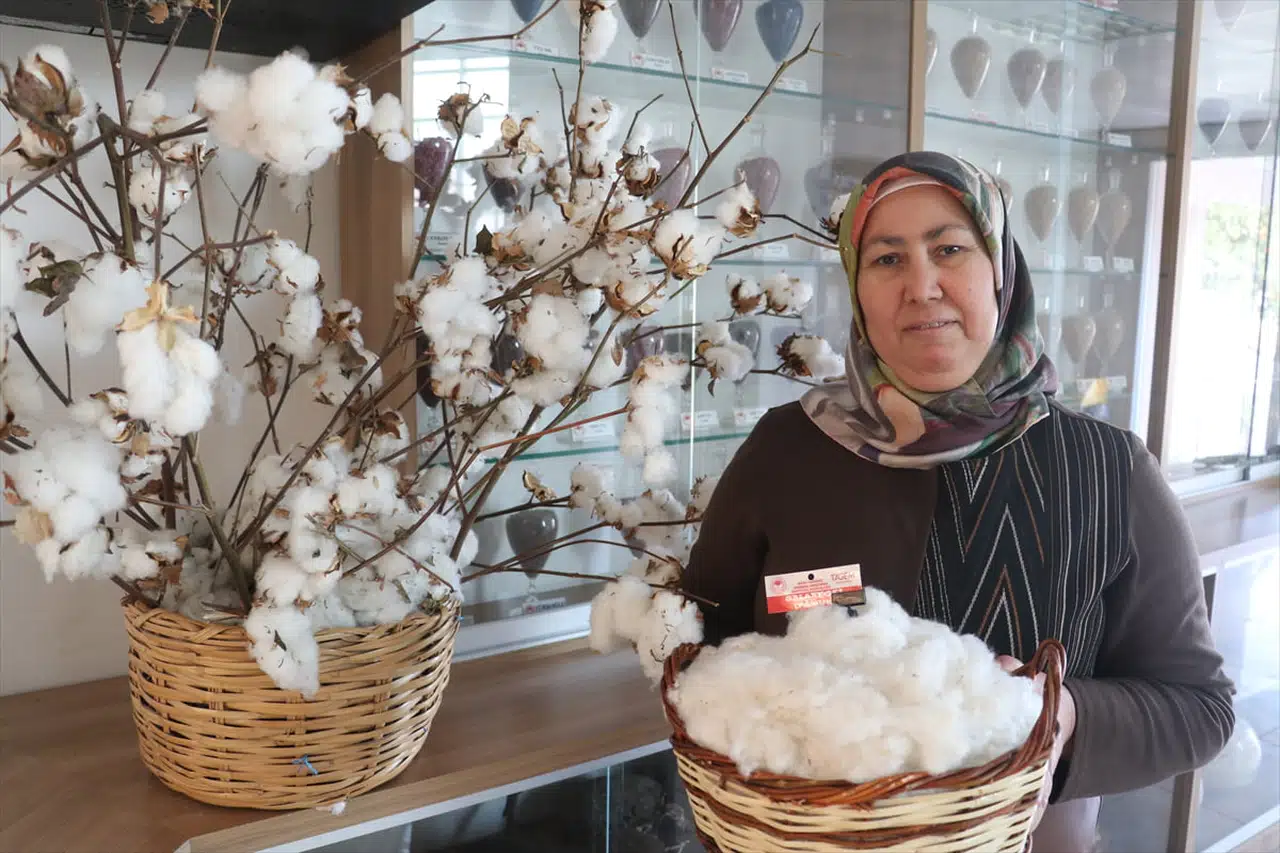 Adaptasyon Yeteneği Yüksek Yeni Pamuk Çeşidi Geliştirildi