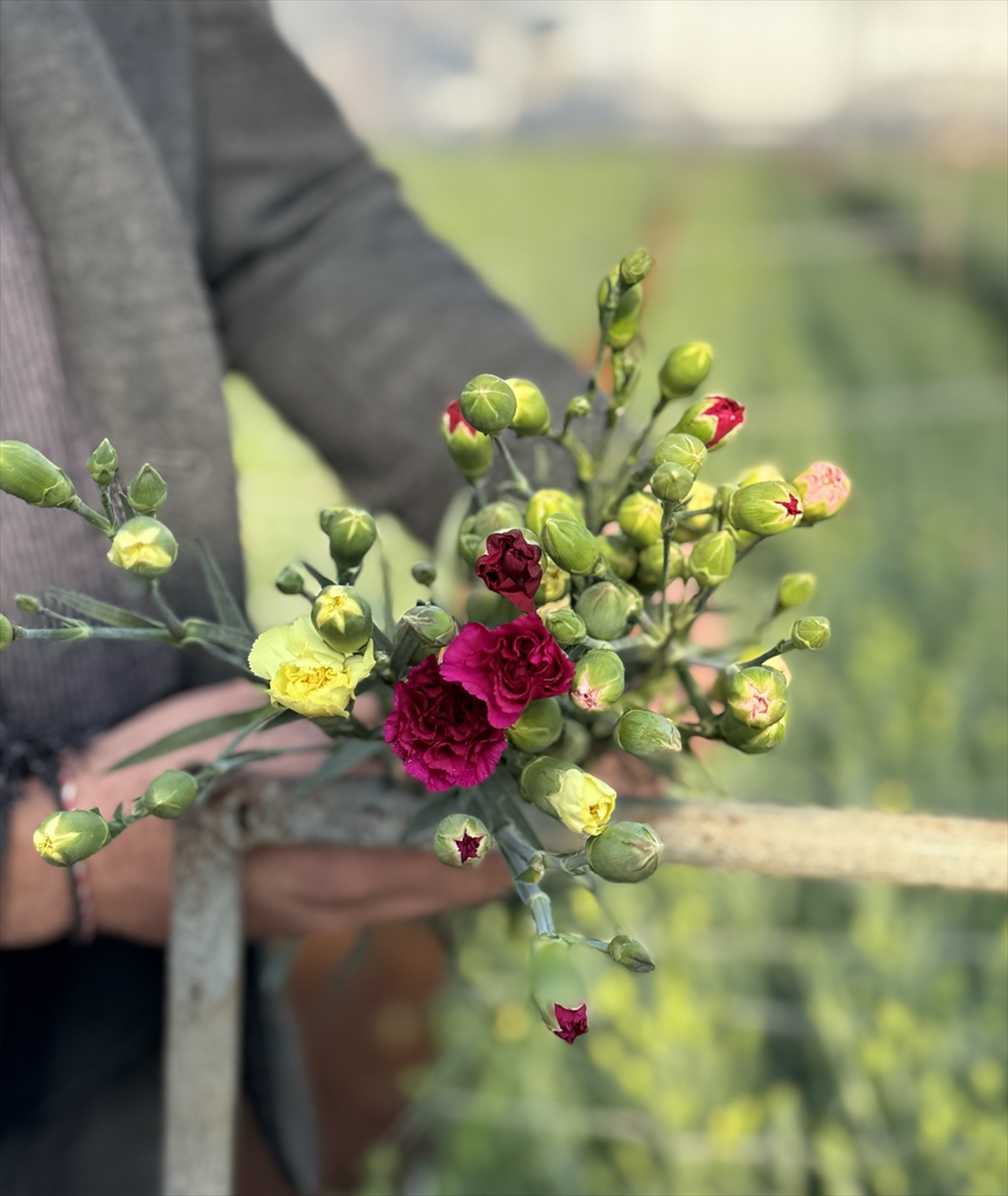 Türkiye'nin 4 yerli karanfil çeşidi 37 ülkeye ihraç ediliyor