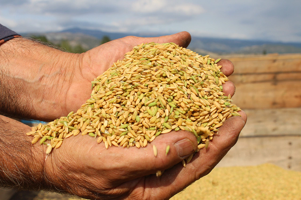 Sinop'ta 9 milyon lira maliyetle çeltik kurutma tesisi kurulacak