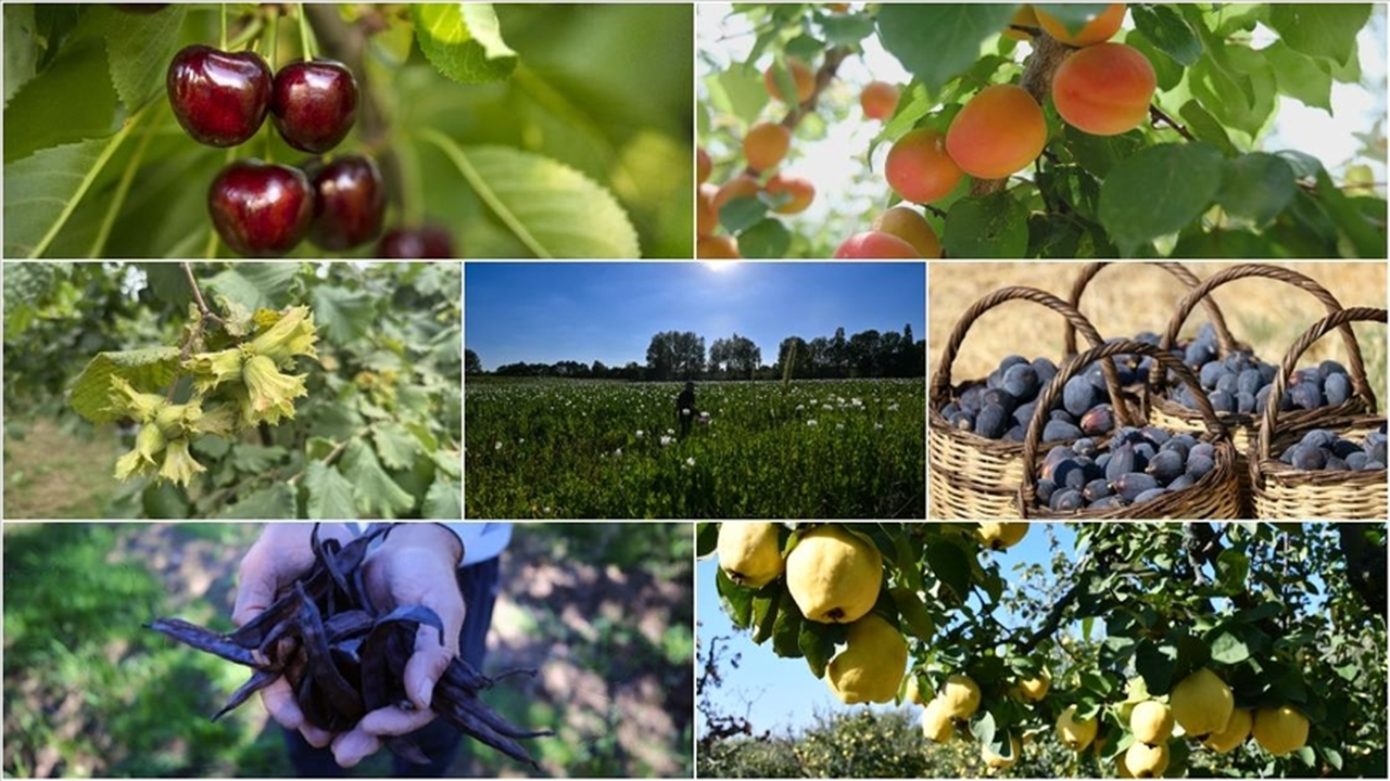 Tarım ürünleri ithalatında yetkili gümrük idareleri düzenlendi