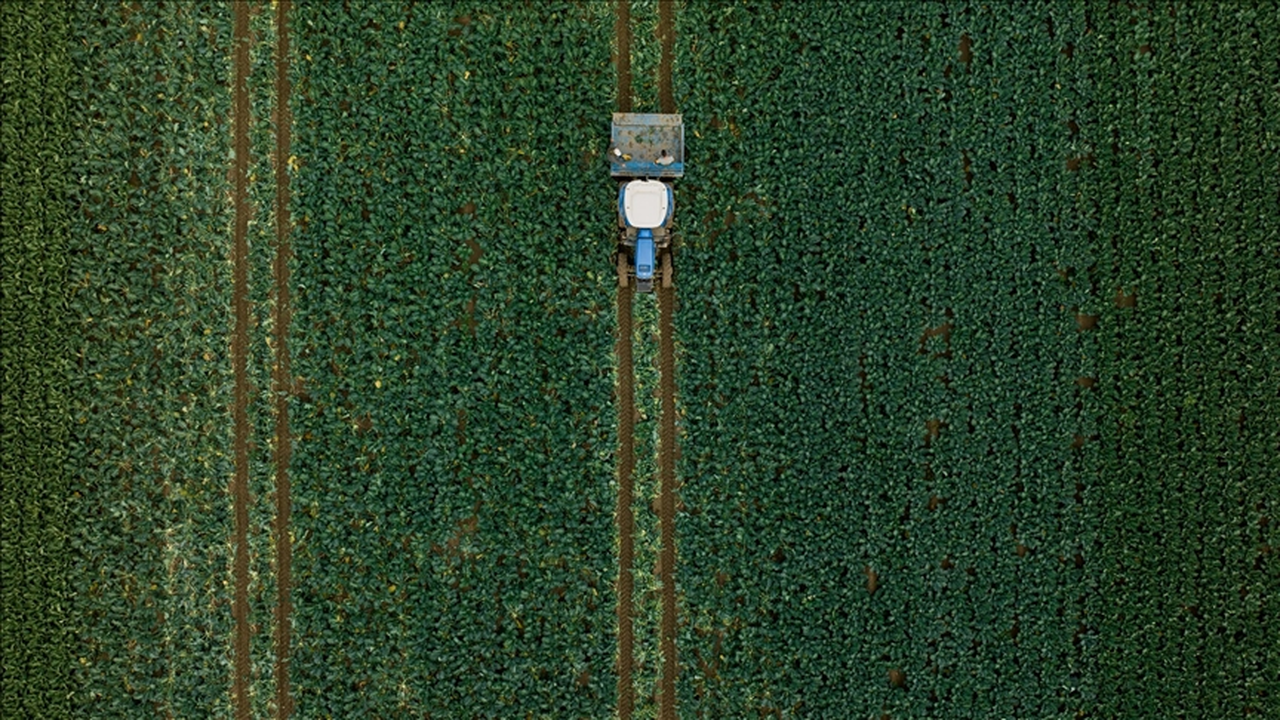 Hububatta üretim ve verim artışında yağışlar belirleyici olacak