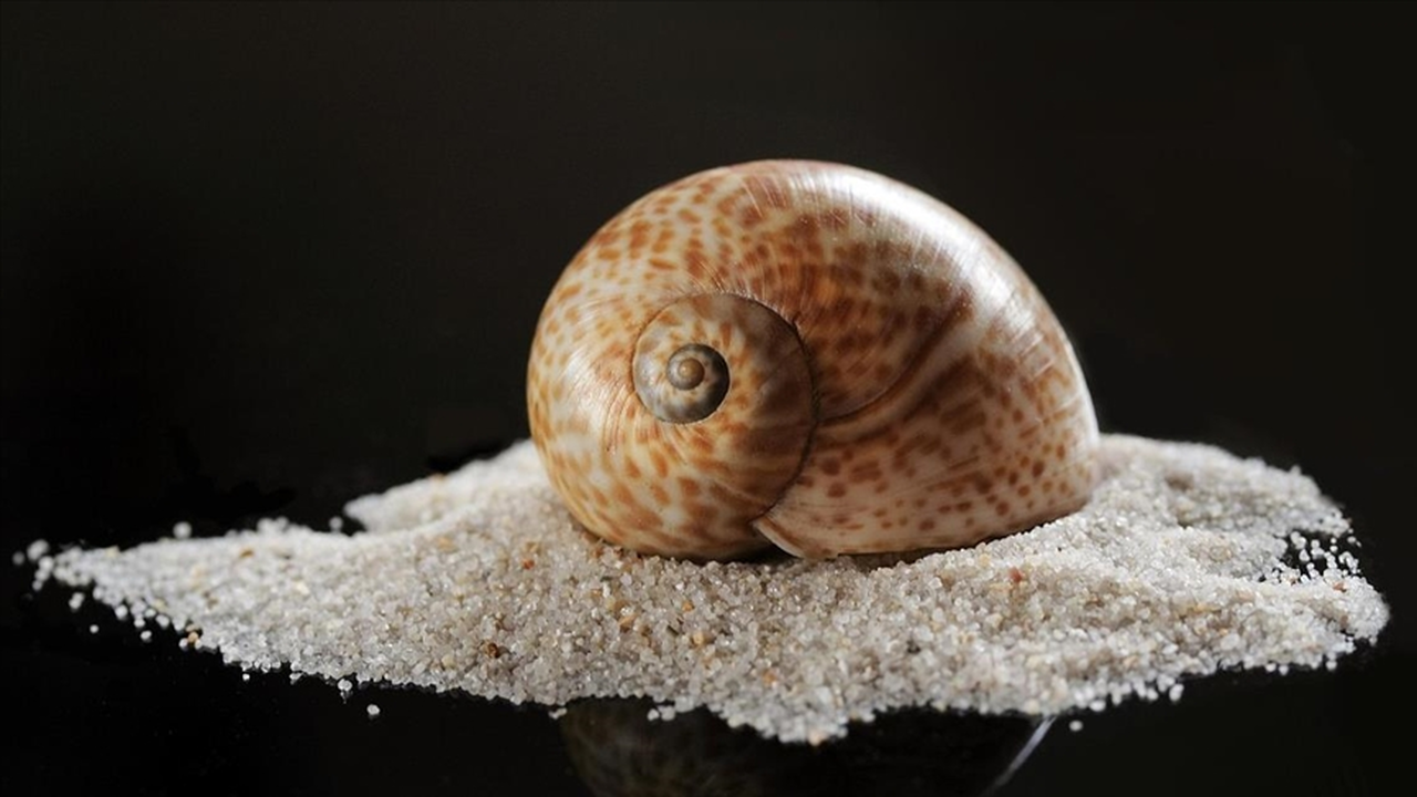 Deniz salyangozu ihracatı 2025'te 20,9 milyon doları aştı