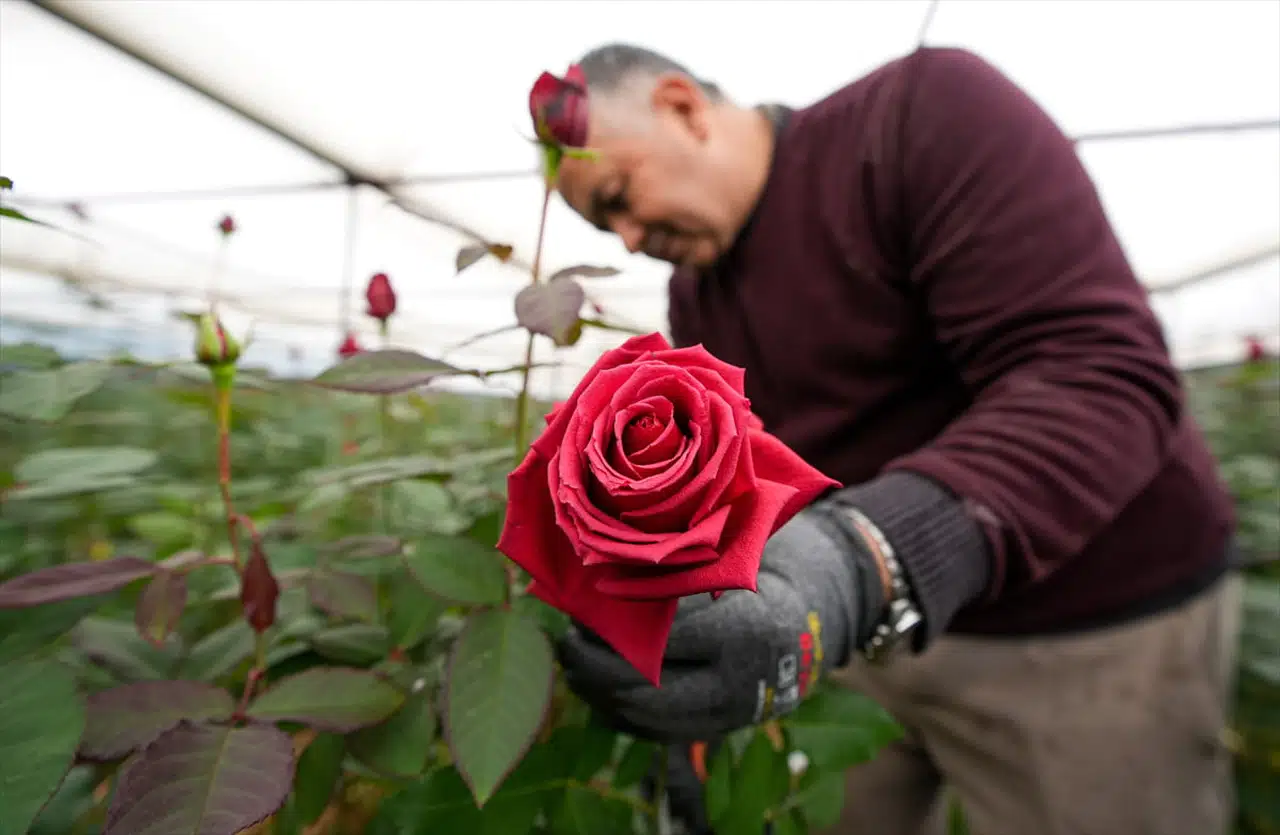 Menderes'te Sevgililer Günü Hazırlıkları Başladı